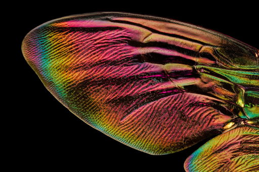 Extreme Macro Photos of Insect Wings by Chris Perani Layer Thousands of Images