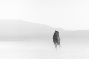 Cavallo Point Art Gallery Unveils 'Through The Fog,' a New Photographic Exhibition Illuminating the Enigma of Fog