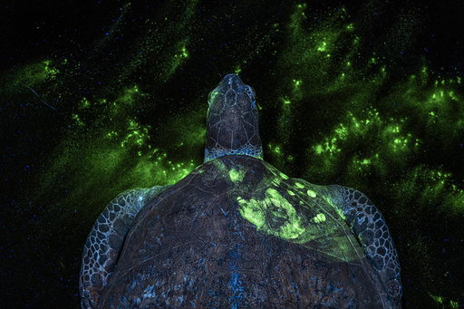 The Prince Albert II of Monaco Foundation : 2026 Environmental Photography Award