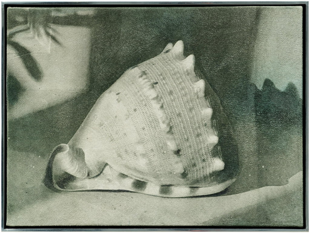 Shell. Image courtesy of Phillips