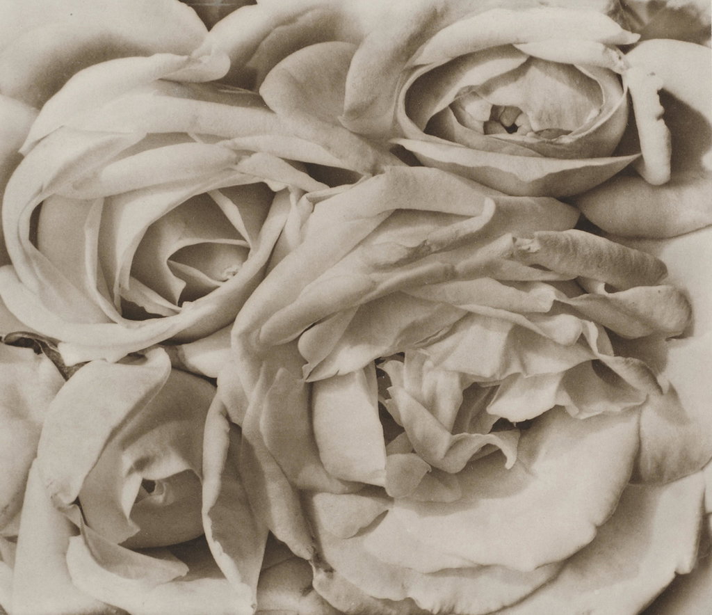 Roses, Mexico by Tina Modotti estimated at $250,000 (low) to $350,000 (high). Image courtesy of Sotheby's