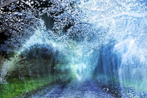 Londres : Kyotographie : Kawada Kikuji x Iwane Ai