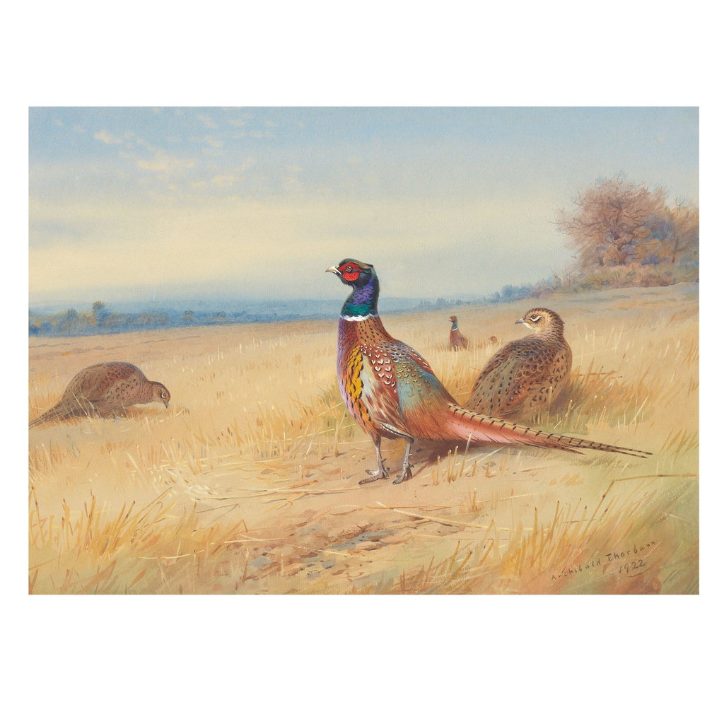 Pheasants in a field by Archibald Thorburn sold for $17,200. Image courtesy of Bonhams