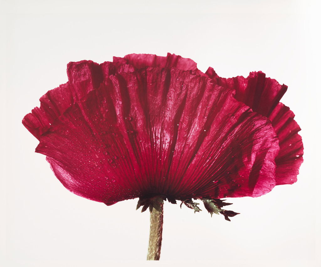 Poppy: Glowing Embers, New York, 1968. Image courtesy of Christie's