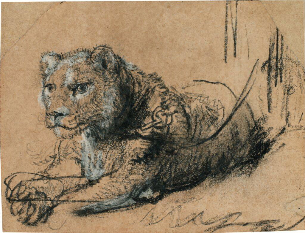 Young Lion Resting by Rembrandt estimated at $15m.
Image courtesy of Sotheby's