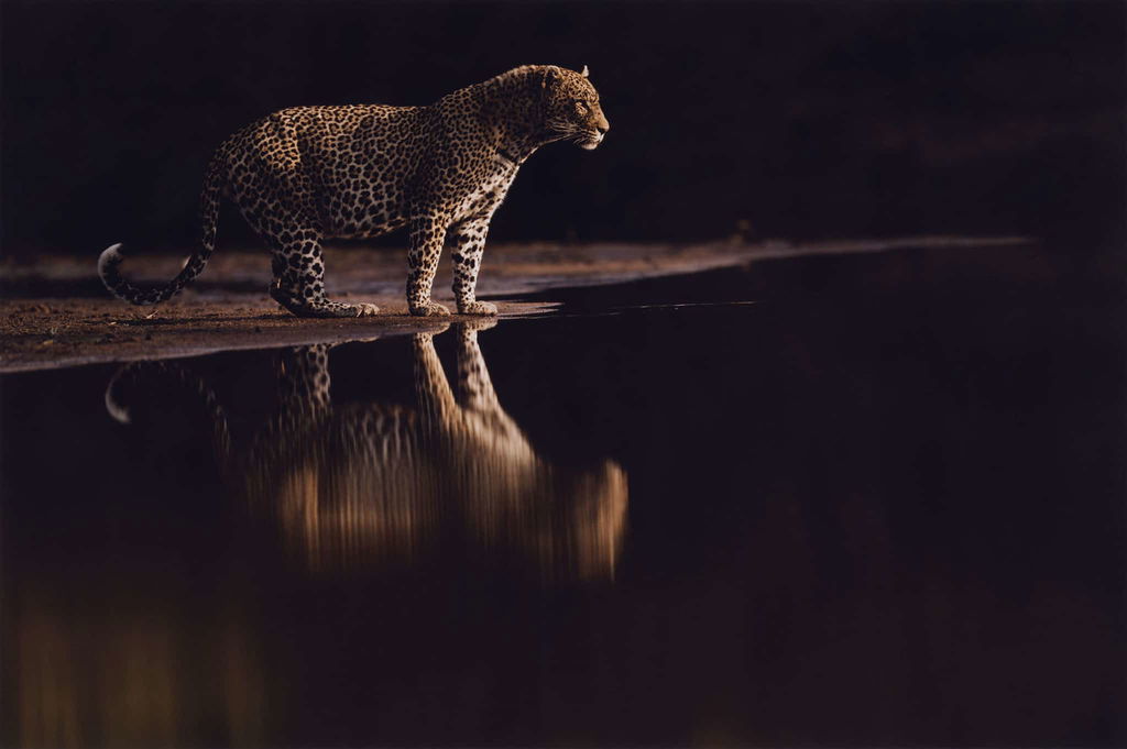 Spotted Cat C1-2
