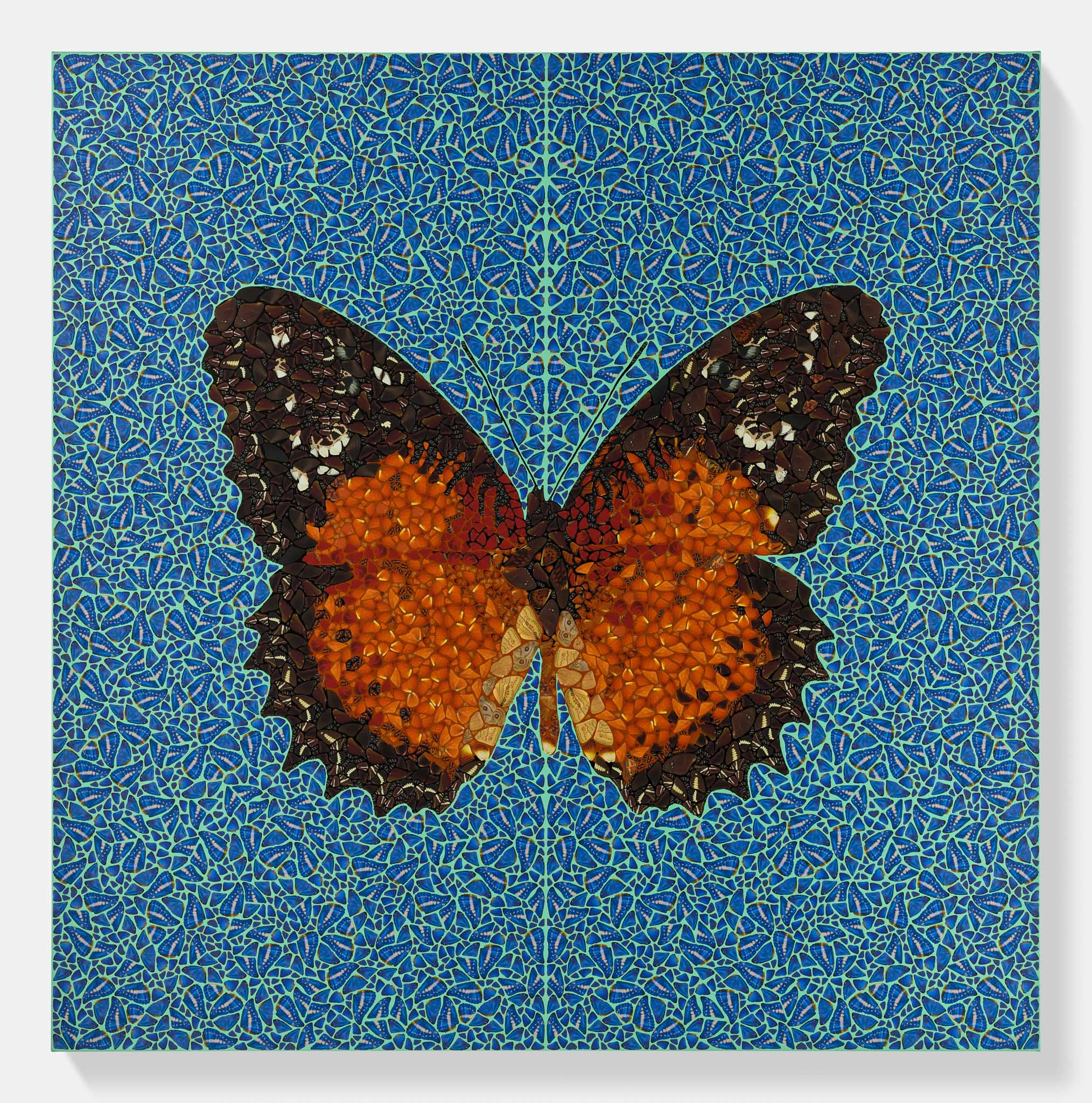 Cethosia B. 2