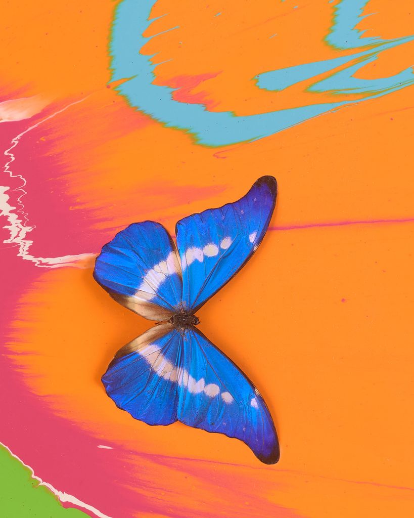 Beautiful Keeping Zen Whilst Moving at Speed Painting (with Butterflies) 3