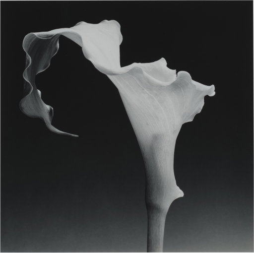 Robert Mapplethorpe Work Heads to Auction