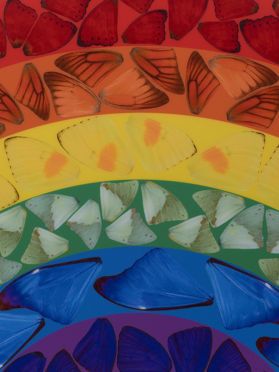 Butterfly Rainbow (Small) image #2