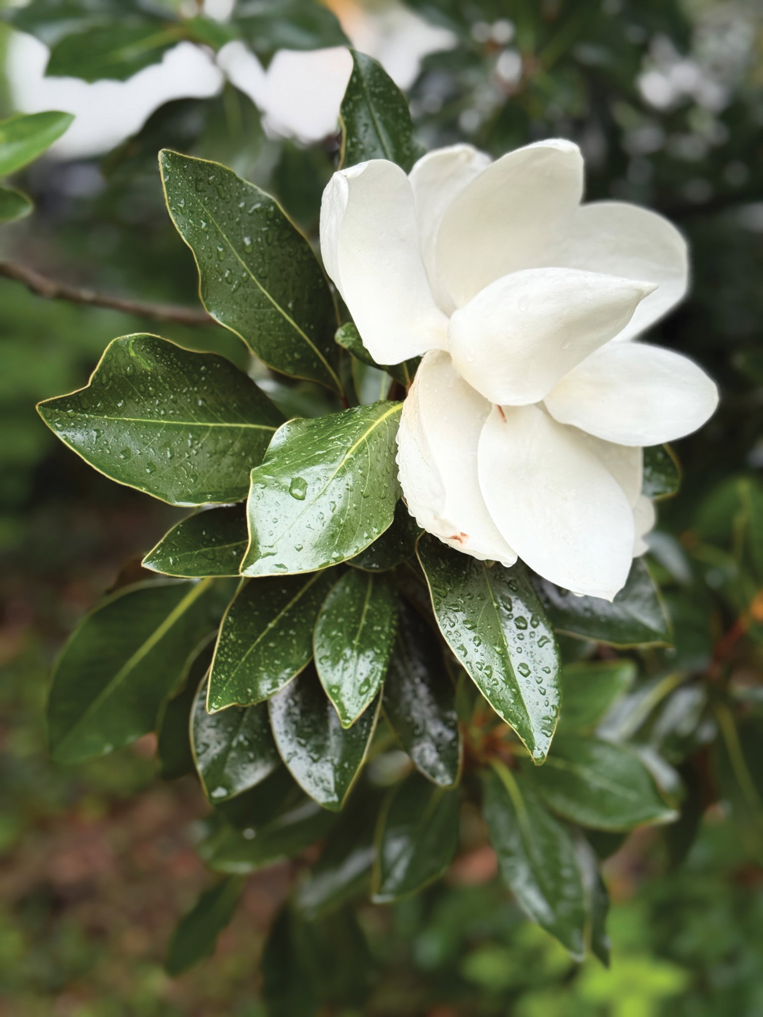 TTMD95. The 3 Days of Magnolia | HENI Primary