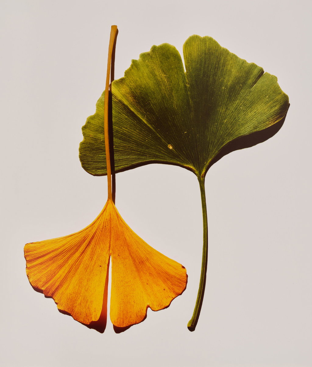 Ginkgo Leaves, New York, 1990. Image courtesy of Phillips