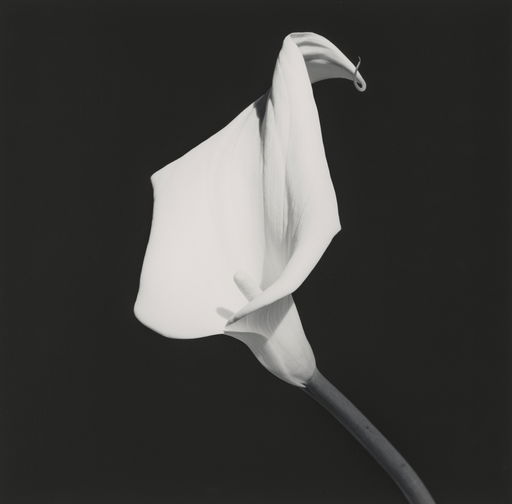 Robert Mapplethorpe Work Sells for 100% Above Estimate at Auction