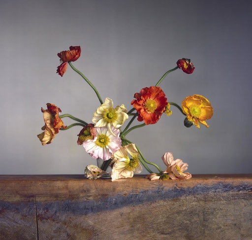 Archives : Hamiltons Gallery : Richard Learoyd & Irving Penn : Flowers