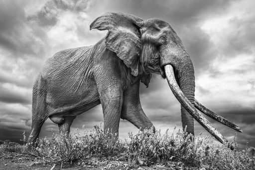 Johan Siggesson’s Striking Portraits of ‘Big Tuskers’ in Kenya
