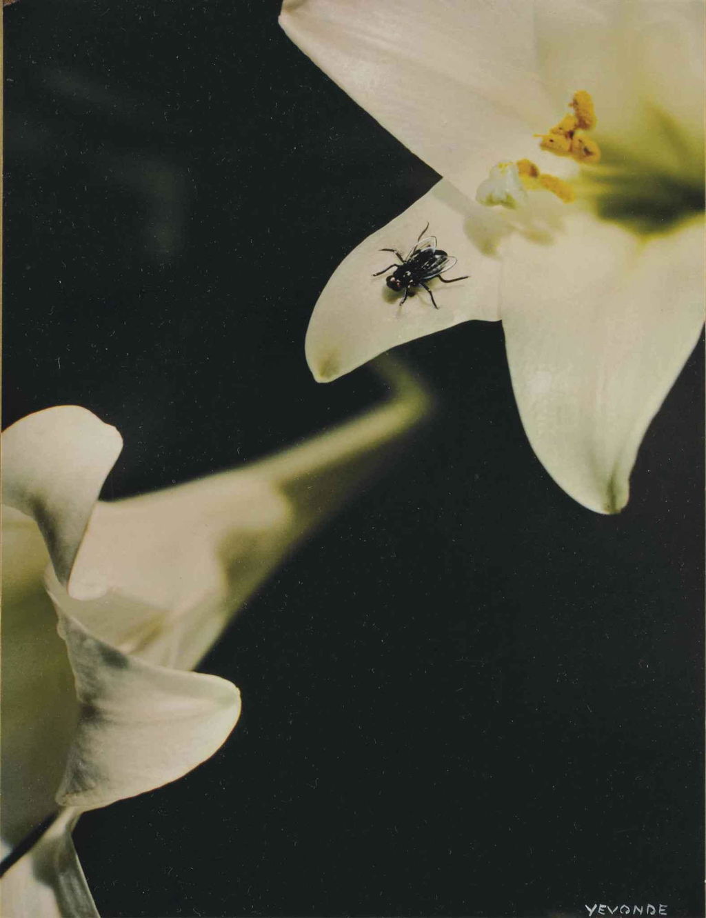 Metis. Image courtesy of Rago Arts & Auction Center