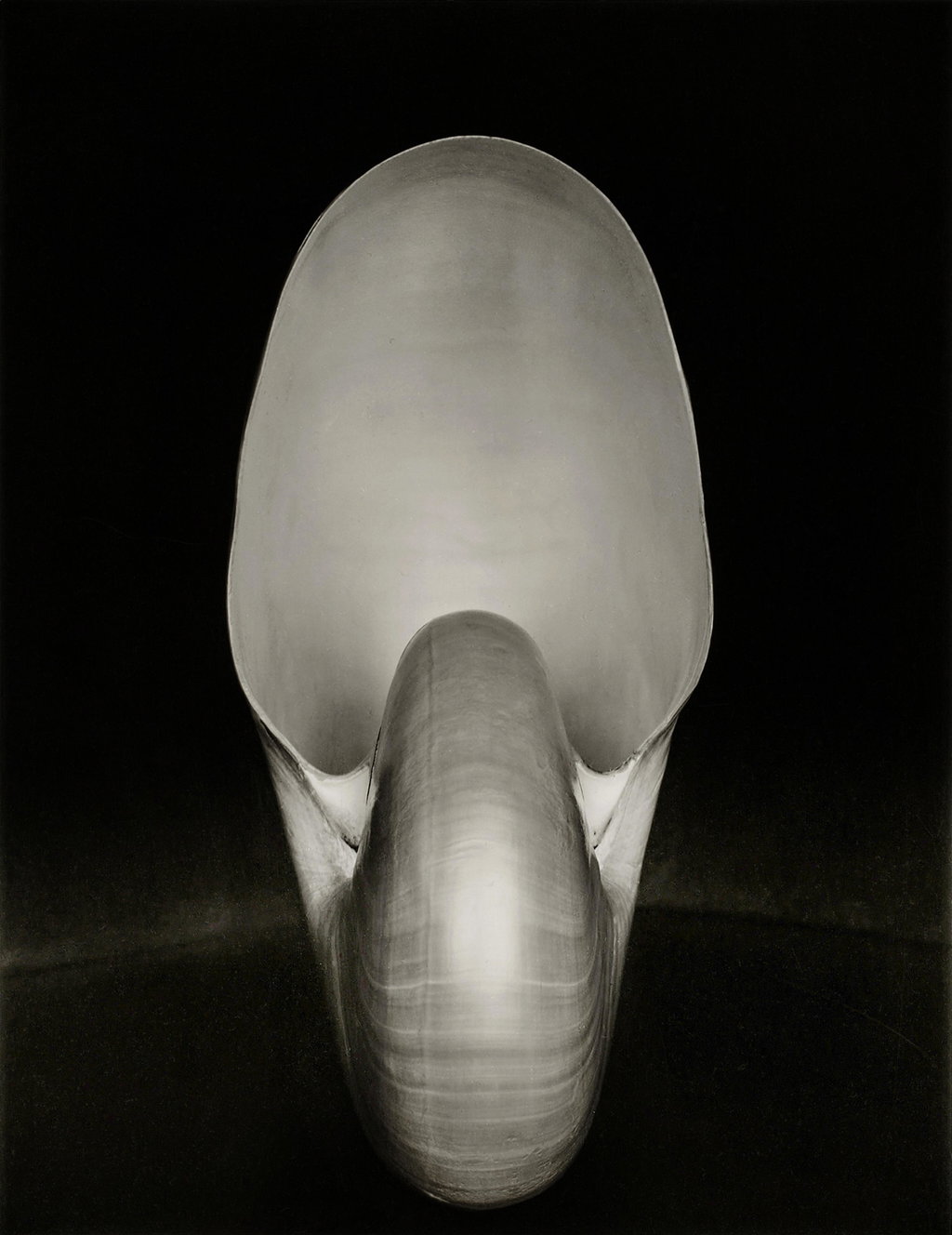 Nautilus (1927) by Edward Weston estimated at $300,000 (low) to $500,000 (high). Image courtesy of Sotheby's