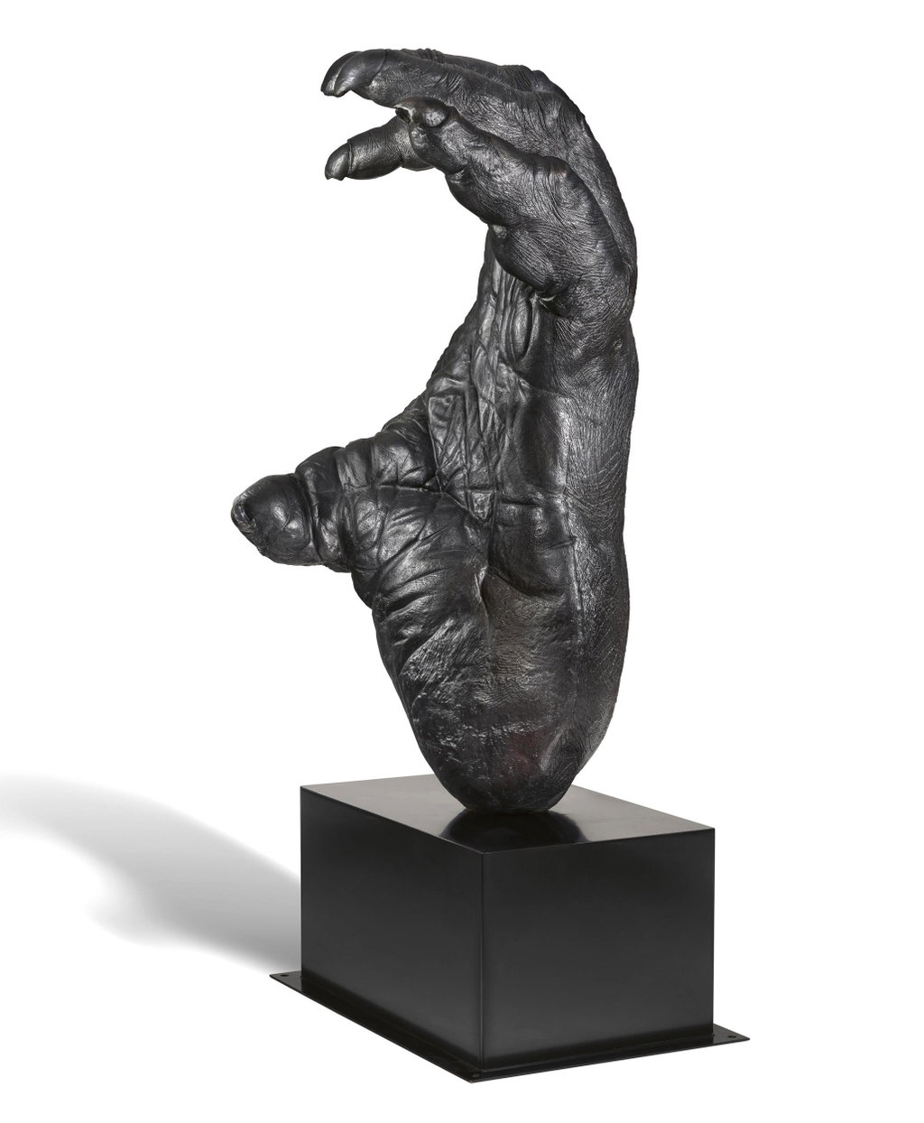 The Cradle (also known as Orangutan Foot). Image courtesy of Menzies
