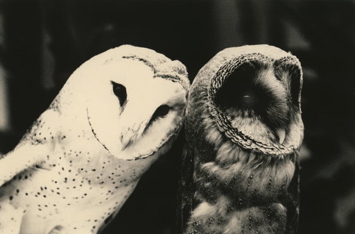 Yamamoto Masao’s Otherworldly Portraits Introduce Us to Expressive Owls