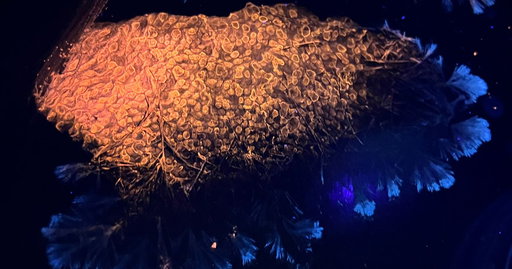 Wona Bae and Charlie Lawler: Primary Succession