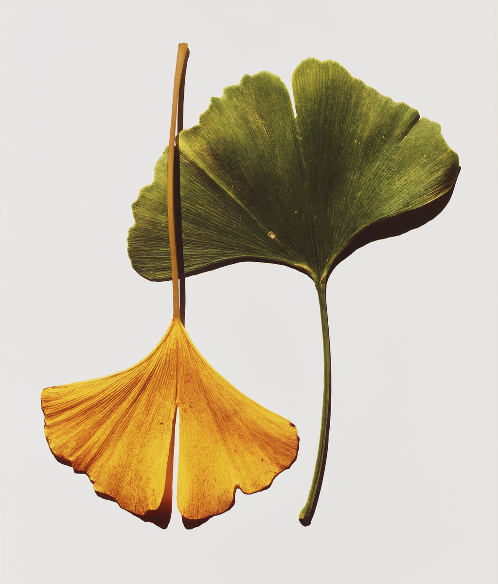 Christie's Photographs Auction Totals $4.56m 