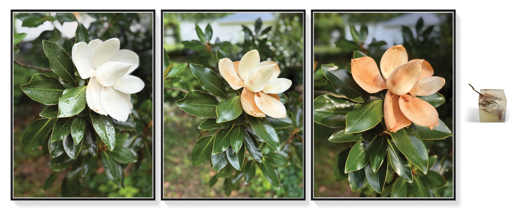 TTMD95. The 3 Days of Magnolia | HENI Primary