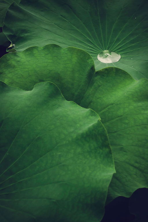 Lotus Flowers by Picocoon: Hope for a Future Where Like Nature Can Bloom Through the Mud