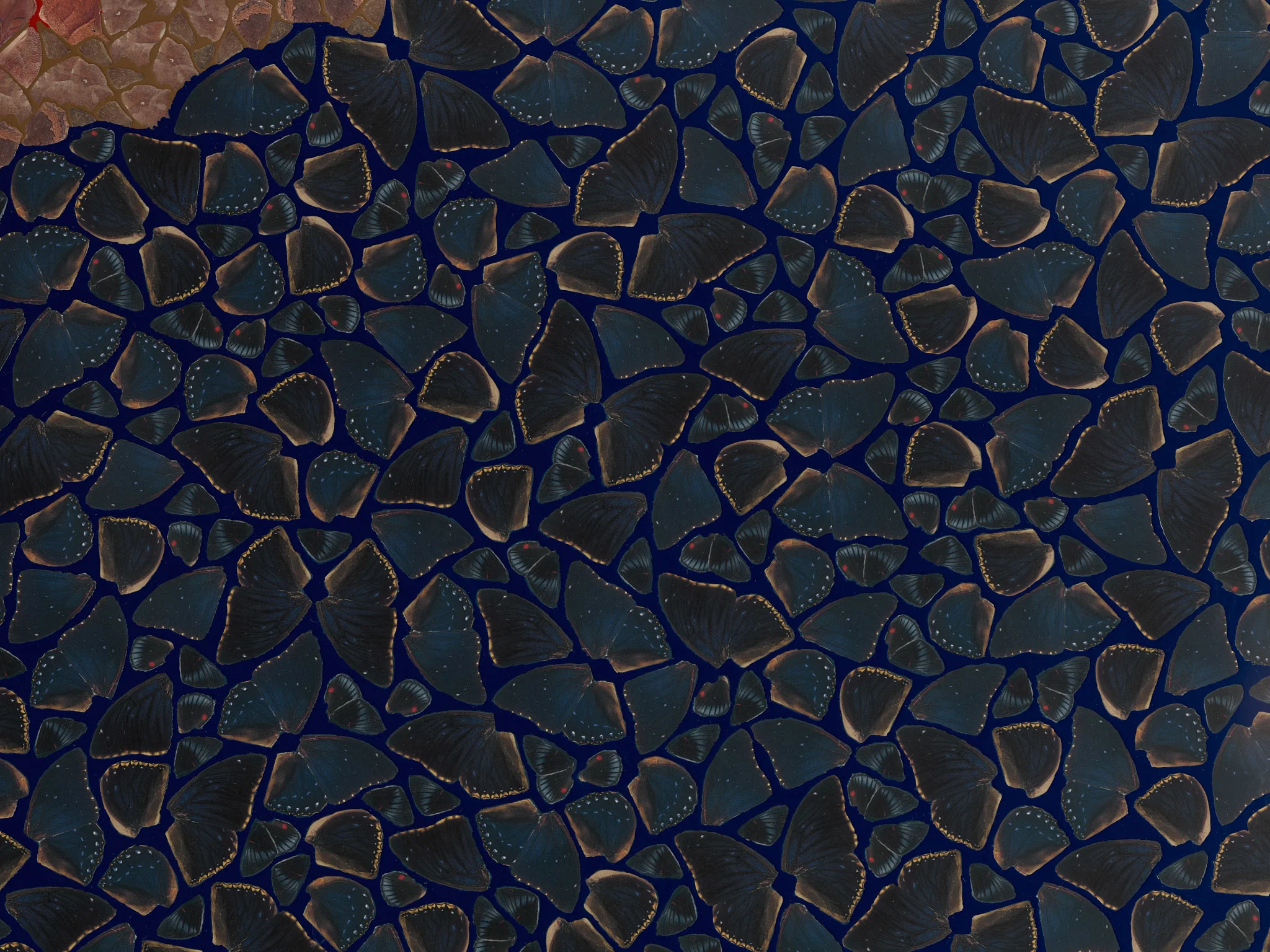 Inachis Io 4
