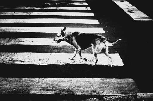 David Nissen : Distopia