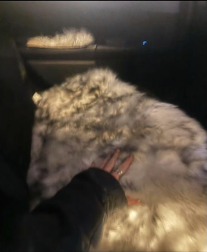 The fur has teeth at Damien and the Love Guru in Brussels