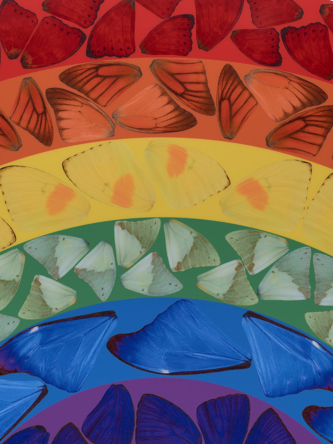 Butterfly Rainbow (Large) image #2