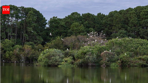 In 1985, Charleston Museum received over 700 acres on James Island from the Dill family; 41 years later, it is putting over $15 million in easement value towards permanently blocking development