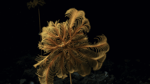 For All At Last Return: <br> Oceans as Archive & Imagination