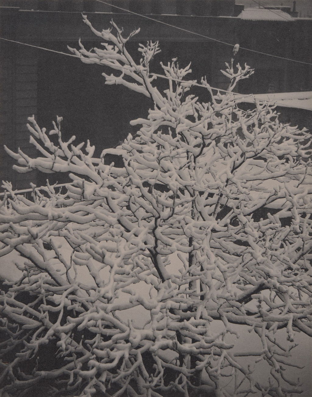 Alfred Stieglitz Leads Phillips $3.55m 'Photographs' Auction in New York