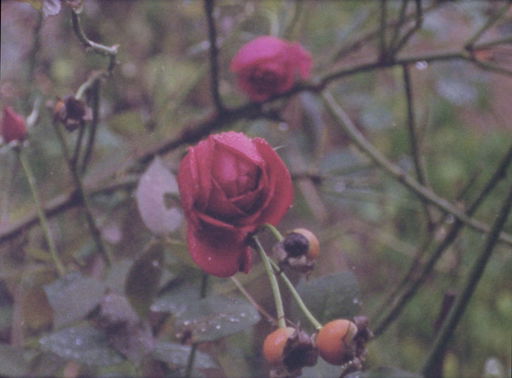 Silence Spoken and a Cry in the Dark: Bani Khoshnoudi at the Vanishing Point