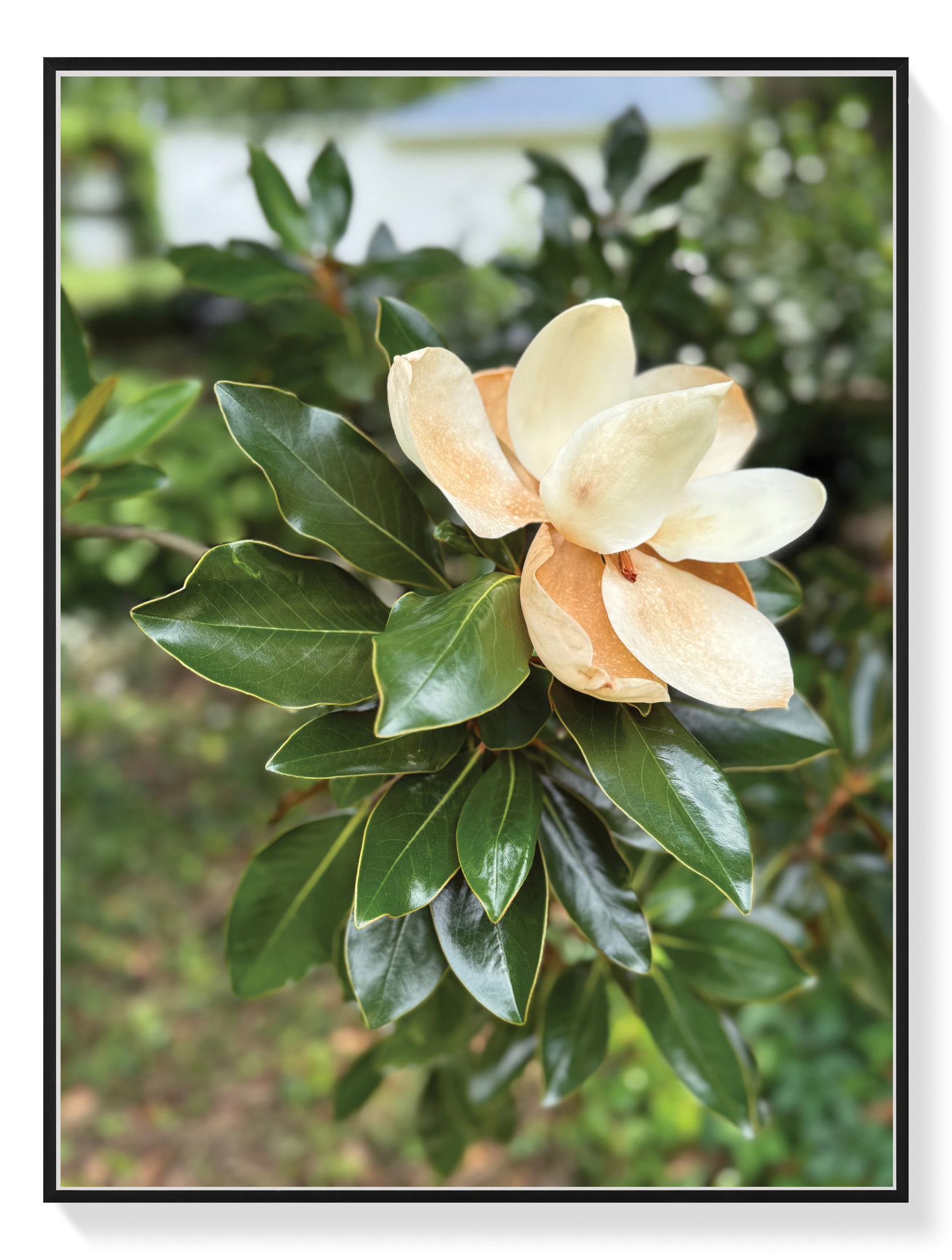 TTMD95. The 3 Days of Magnolia | HENI Primary
