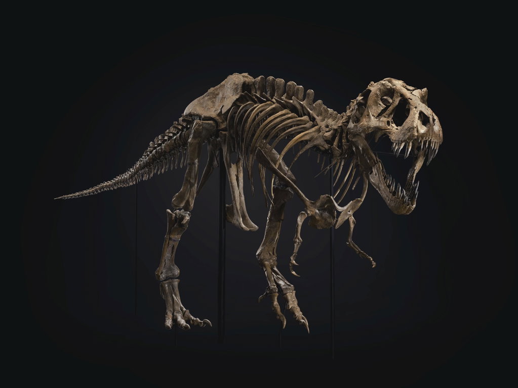 The previous most expensive dinosaur was named Stan and it sold for $31.85m in 2020. Image courtesy of Christie's