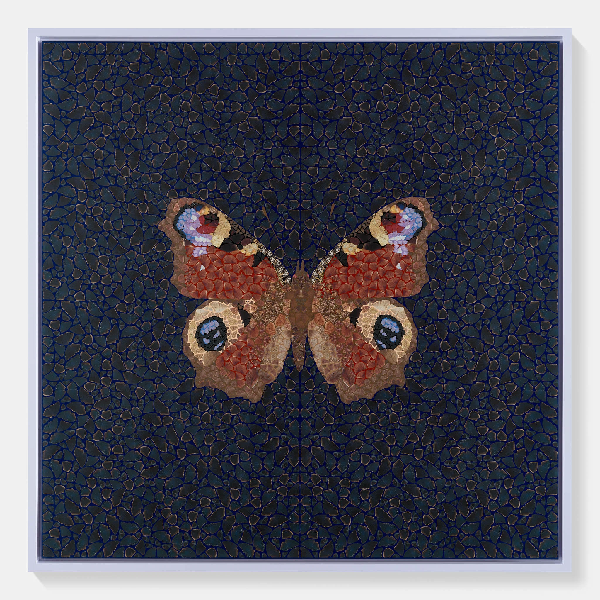 Inachis Io 1 main image