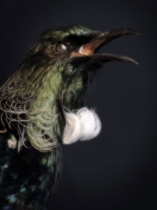 Spectral Birds Endemic to New Zealand Find New Life in Fiona Pardington’s Portraits