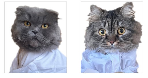 Emirati artist turns her beloved pets into the stars of an exhibition