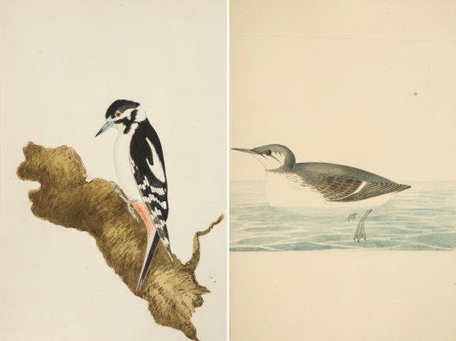 Original watercolours by Welsh ceramicist to make ‘rare appearance’ at auction