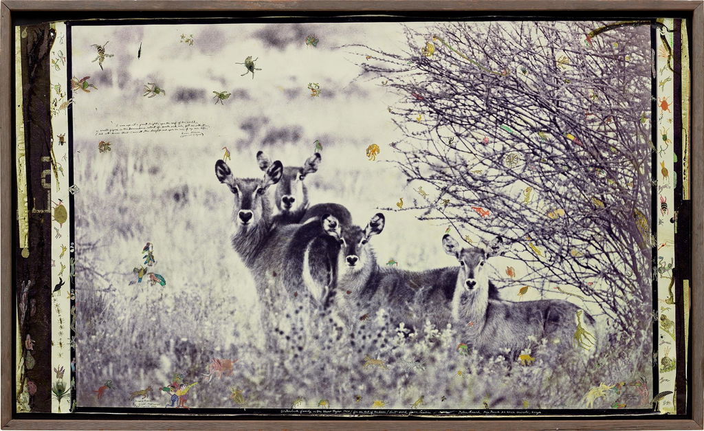 Waterbuck Family on the Uaso Nyiro/ for The End of the Game/ Last Word from Paradise. Image courtesy of Phillips