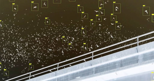 Lisa Barnard and Isadora Romero: After Nature