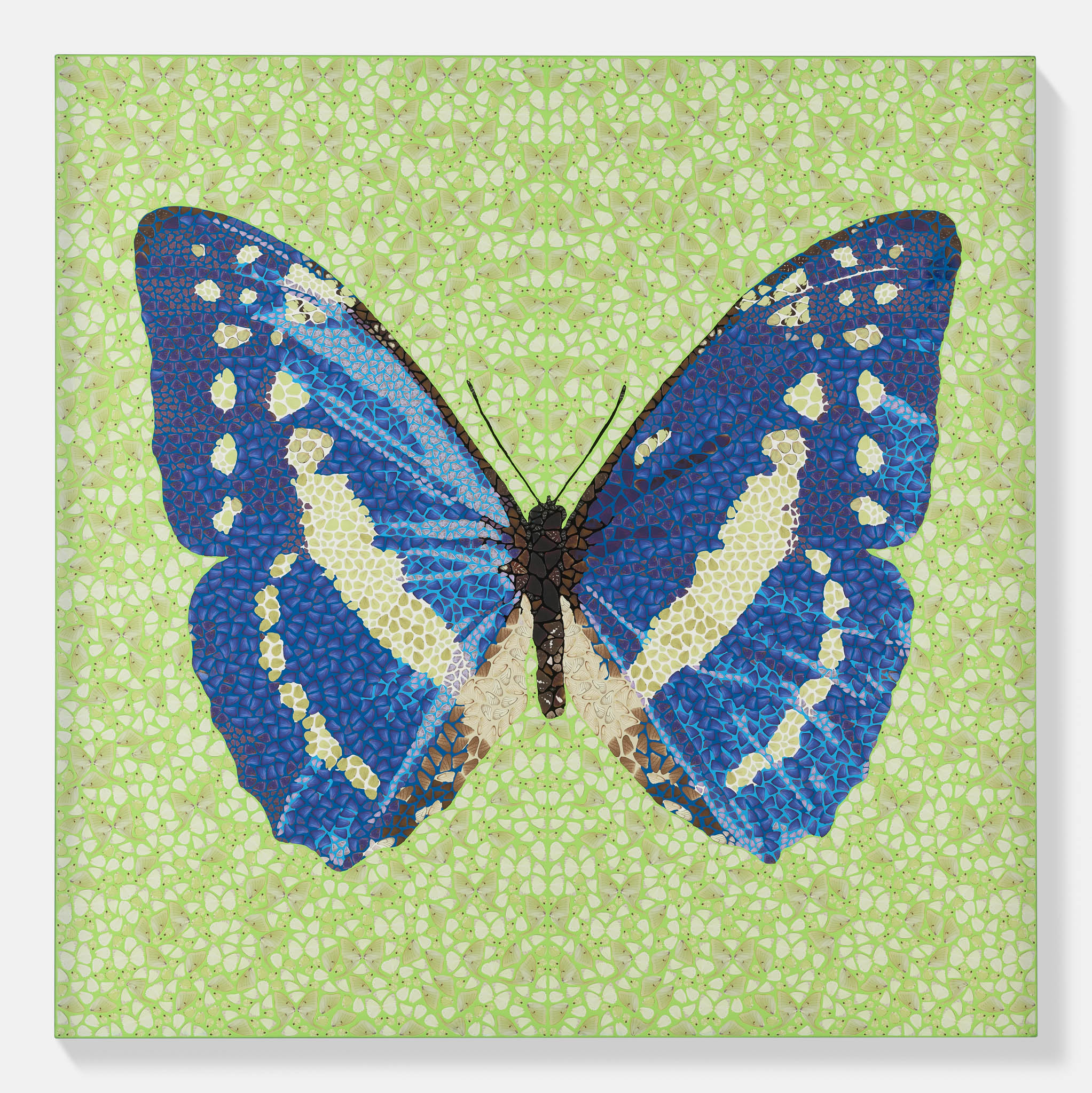 Morpho様 DP61. Morpho Cypris | HENI Primary