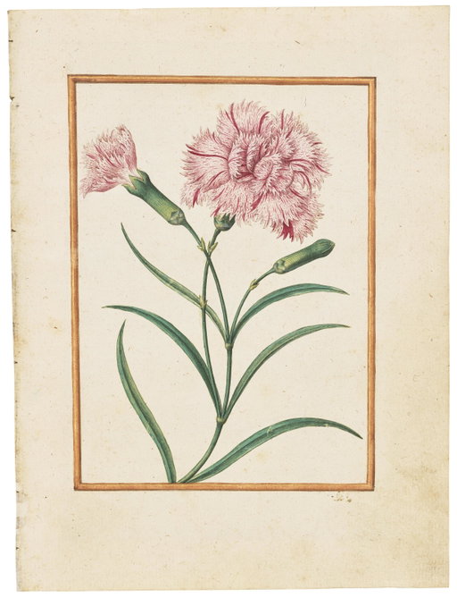 Jacques le Moyne Work Heads to Auction